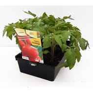 Tomate fandango barquette 6 plants