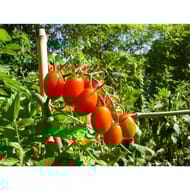 Tomate aligote barquette 6 plants