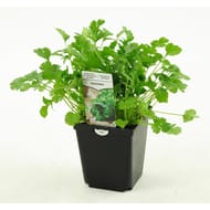 Coriandre pot 1L