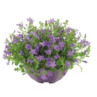 Campanule coupe 23cm
