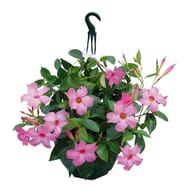 Dipladenia suspension 25cm