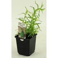 Estragon pot 1L