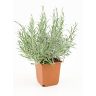 Lavande officinale pot 1 Litre