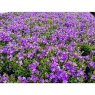 Campanule jardinière de 25cm