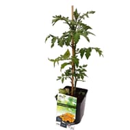Tomate goldwin bio pot 3L