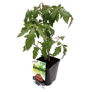 Tomate noire de crimée bio pot 3L
