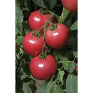 Tomate rose de berne barquette 6 plants