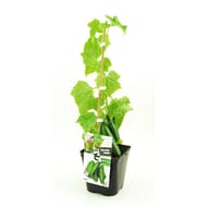 Concombre tanja bio pot 3L