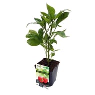 Poivron california wonder red bio pot 3L