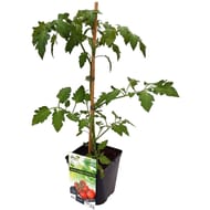 Tomate grappe bauna bio pot 3L