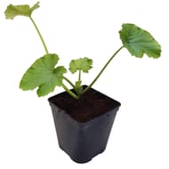 Courgette tempra bio pot 3L