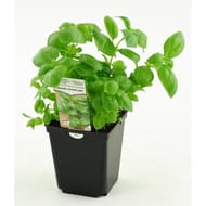 Basilic grand vert pot 1 litre