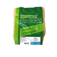 Reine 25/35 verbag 25 plants