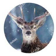 Assiette plate cerf 26cm