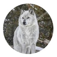 Assiette plate loup 26cm