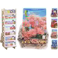 Sachet de bulbes de fleurs