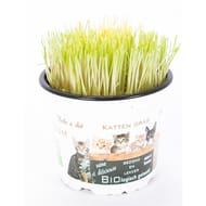 Herbe à chat pot 12 cm