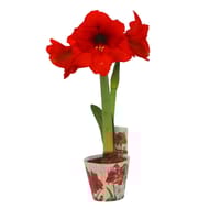 Amaryllis pot 14 cm