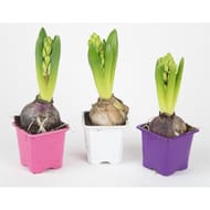 Jacinthe godet pot 7 cm