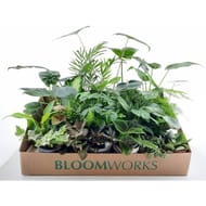 Mini plante pot 9 cm