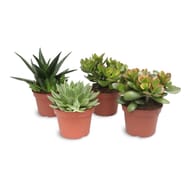 Succulente et cactée pot 15 cm