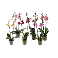 Phalaenopsis 2 tiges pot 12 cm