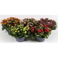 Calandiva coupe pot 23 cm