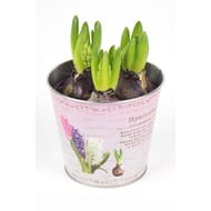 Jacinthe 3pp pot 12 cm zinc