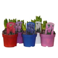 Jacinthe 3pp pot 12 cm