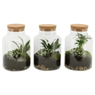 Terrarium 2 plantes pot 17 cm