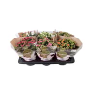 Calandiva pot 15 cm