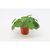 Pilea peperomioides pot 12 cm