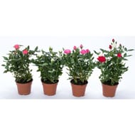 Rosier pot 10,5 cm