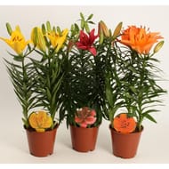 Lys asiatique 3pp pot 13 cm