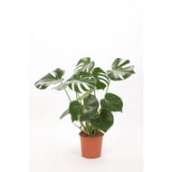 Monstera pot 21 cm