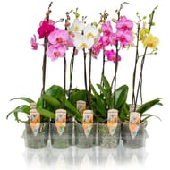 Phalaenopsis 1 tige pot 12 cm
