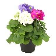 Primula obconica