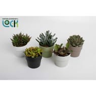 Succulentes 10.5