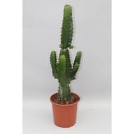 Euphorbia 17cm