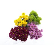 Bouquet thema santini x3