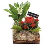 Buche Muguet - Compo Muguet + 1 Plante