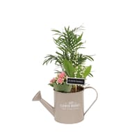 Composition brindille - arrosoir 3 plantes