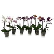 Orchidée 2 tiges 9 cm