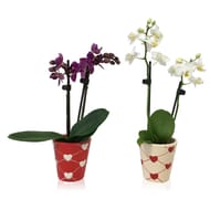 Mini phalaenopsis 2 tiges dans céramique st valentin