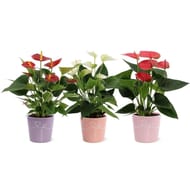 Anthurium pot 12cm céramique