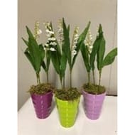 Pot couleur  muguet 3 griffes