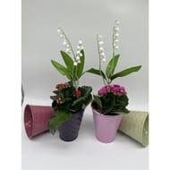 Pot muguet 2 griffes + fleurs