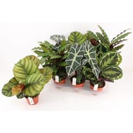 Mix alocasia et calathea 14 cm
