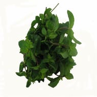 MENTHE FRAICHE BOTTE