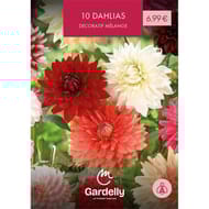 Promo Dahlia deco melange n°II